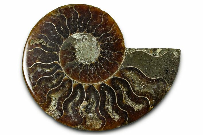 Cut & Polished Ammonite Fossil (Half) - Madagascar #377604
